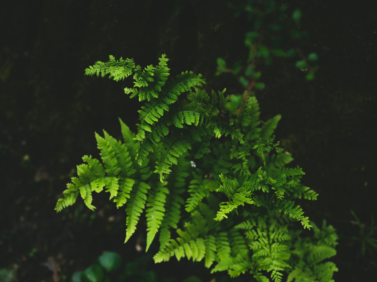 a close up of a green plant with lots of leaves
